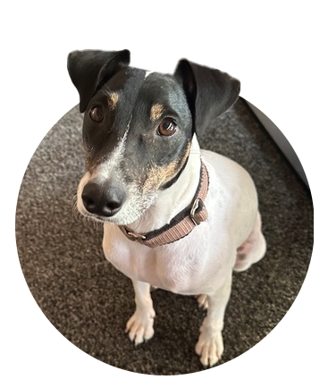 Hund Diego